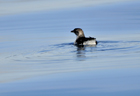 Petrel diving 103001.jpg